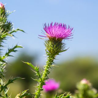 Estratto di Silybum marianum